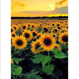 Meet your Posher, Jj